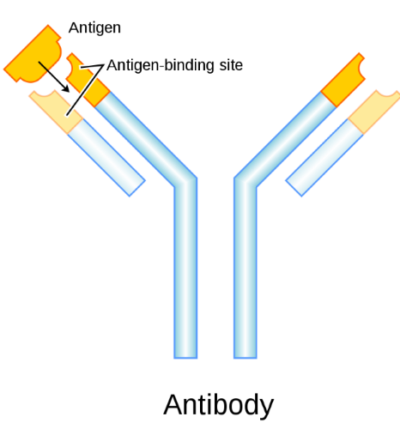 The search for an effective COVID-19 drug - Rising Tide Biology