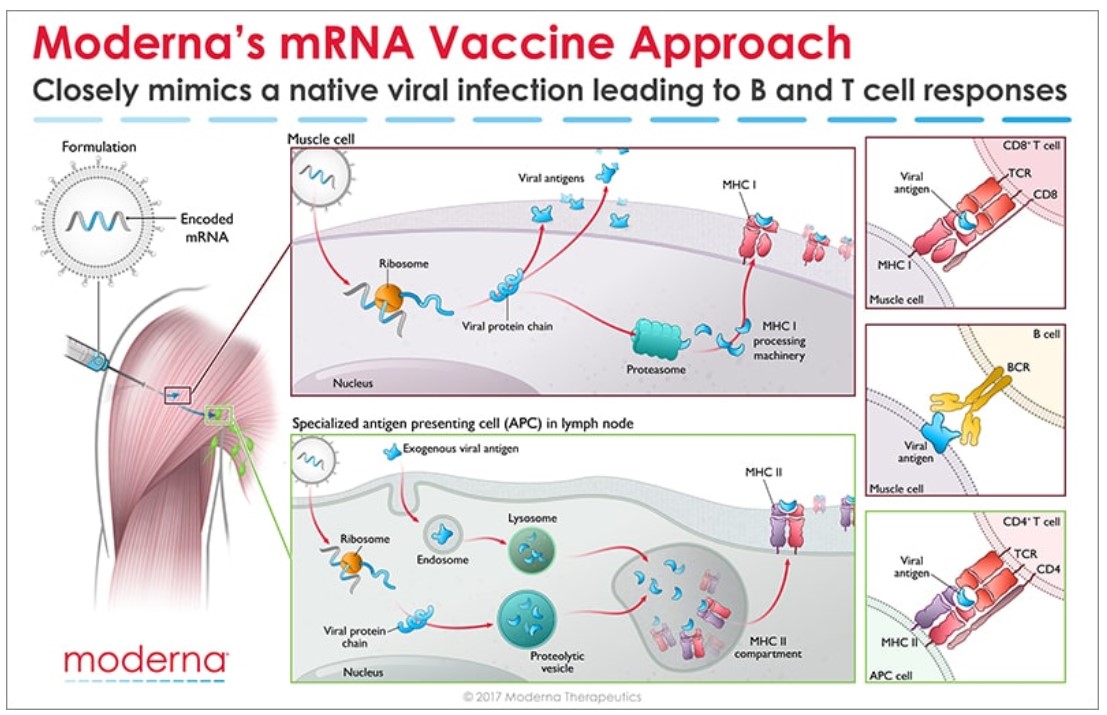 RNA vaccine how it works - Rising Tide Biology